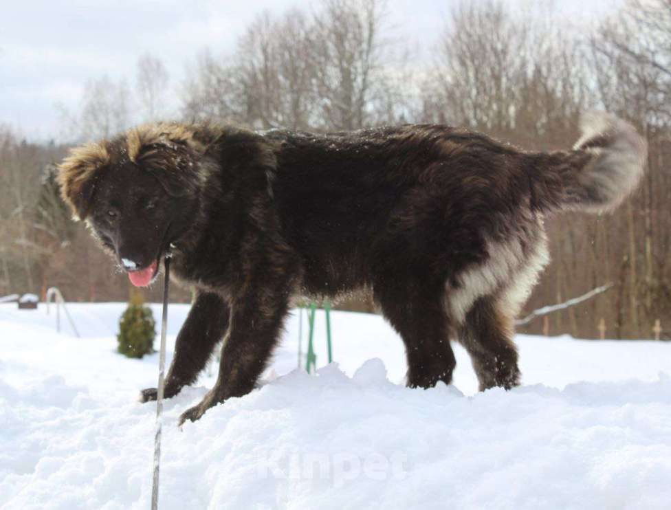 Собаки в Москве: красавец щенок ищет хозяина Мальчик, Бесплатно - фото 2