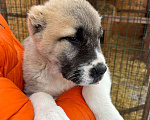Собаки в Самаре: Рыжий мальчик САО Мальчик, 30 000 руб. - фото 3