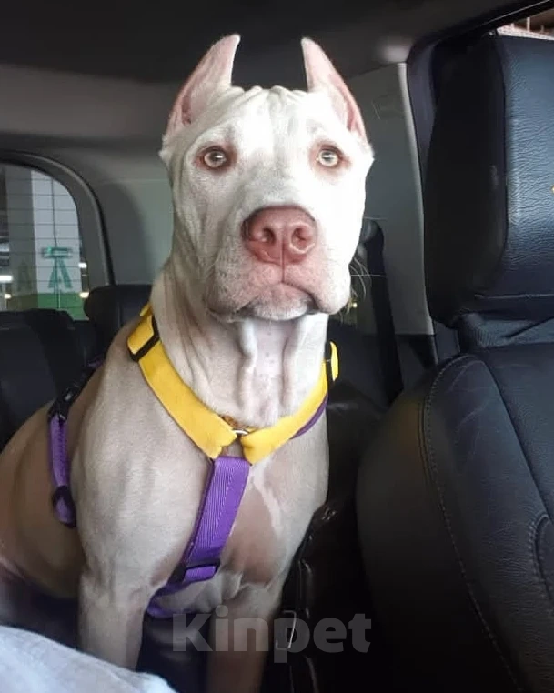 Собаки в Москве: Щенки американского питбуль терьера Мальчик, 70 000 руб. - фото 2