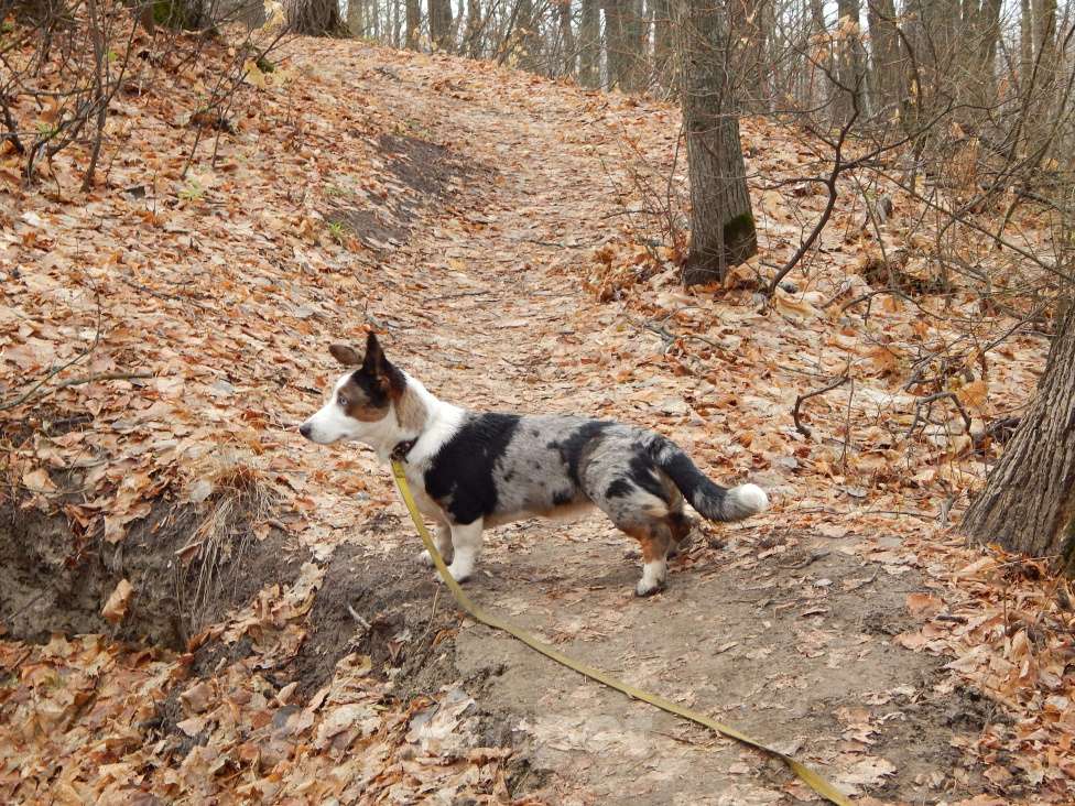 Собаки в Саратове: Красотки мерль и триколор с тигровыми отметинами Девочка, 40 000 руб. - фото 2