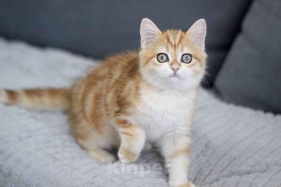 Кошки в Москве: Есения Девочка, 25 000 руб. - фото 1