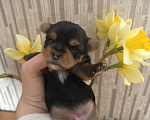Собаки в Краснодаре: Щенок йоркширского терьера ,мини , бейби фейс Девочка, 25 000 руб. - фото 3