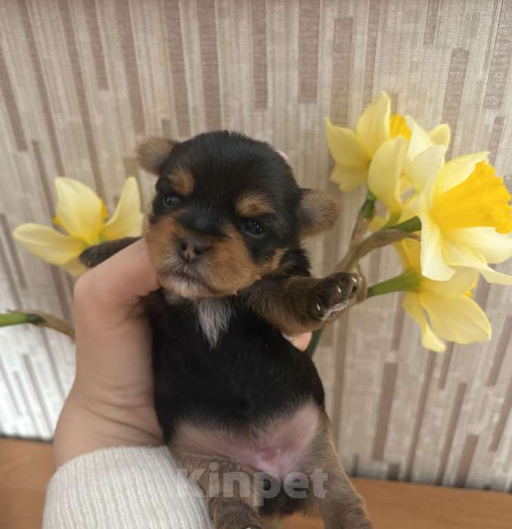 Собаки в Краснодаре: Щенок йоркширского терьера ,мини , бейби фейс Девочка, 25 000 руб. - фото 3