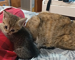 Кошки в других городах Башкортостана: Шотландский прямоухий котёнок ( помесь) Девочка, 450 руб. - фото 3