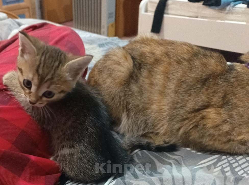 Кошки в других городах Башкортостана: Шотландский прямоухий котёнок ( помесь) Девочка, 450 руб. - фото 3