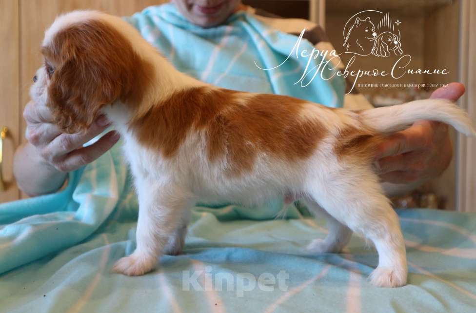 Собаки в Череповце: Щенок Кавалер Кинг Чарльз Спаниеля Мальчик, 150 000 руб. - фото 2