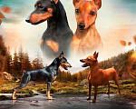 Собаки в Краснодаре: Чудо Цвергпинчеры, 20 000 руб. - фото 1