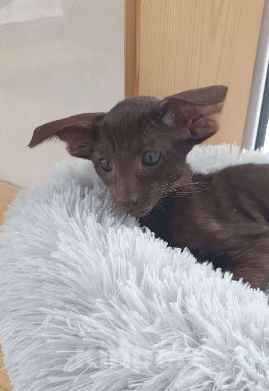 Кошки в Новосибирске: Ориентальная девочка  Девочка, Бесплатно - фото 2