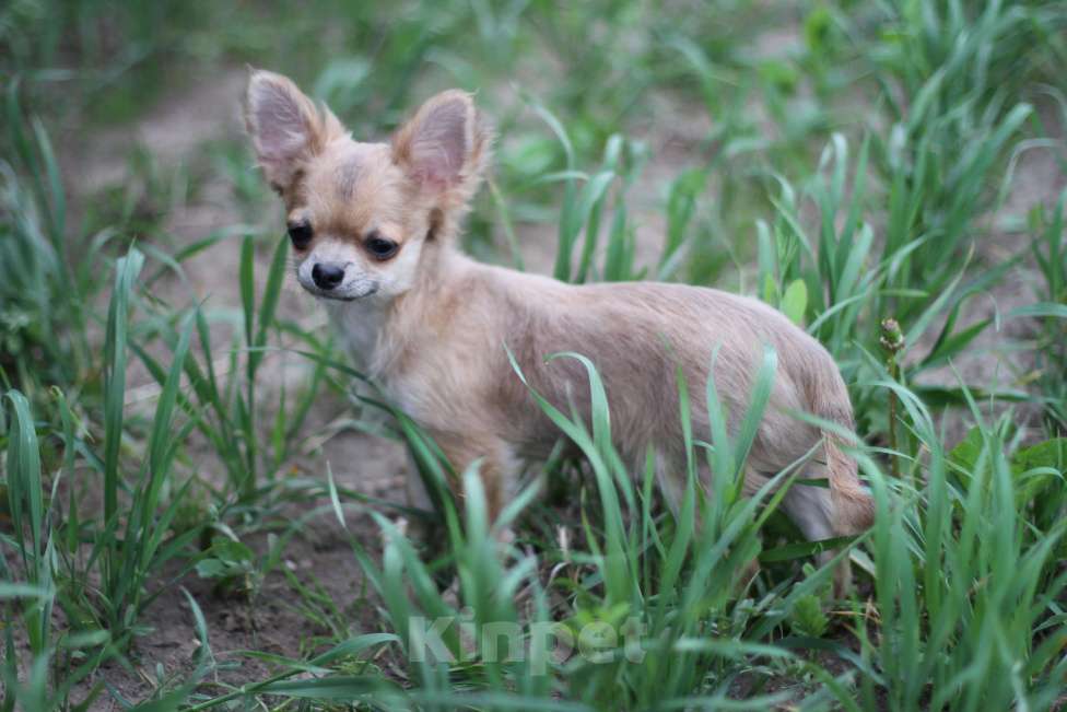 Собаки в Красном Севшем: Малыш Чихуахуа Мальчик, 35 000 руб. - фото 3