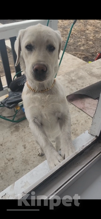 Собаки в Иркутске: Лабрадор-ретривер Мальчик, Бесплатно - фото 1