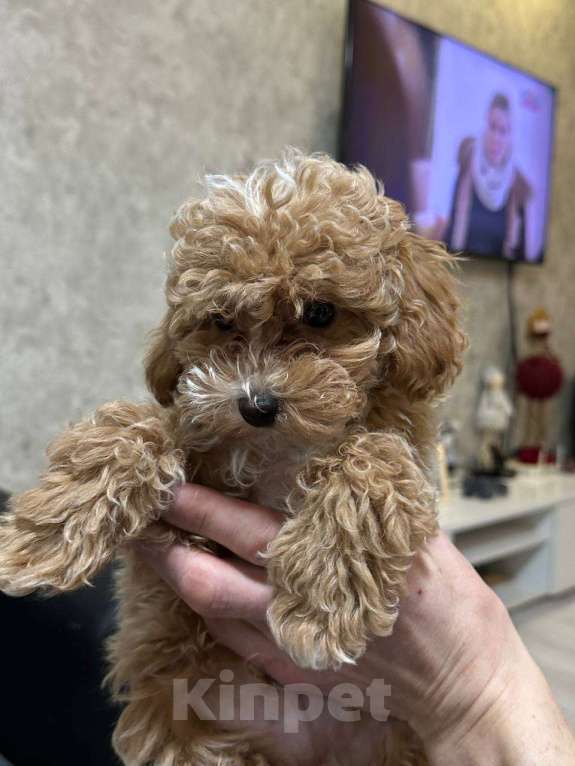 Собаки в Москве: Щенки мальтипу Мальчик, 200 000 руб. - фото 4