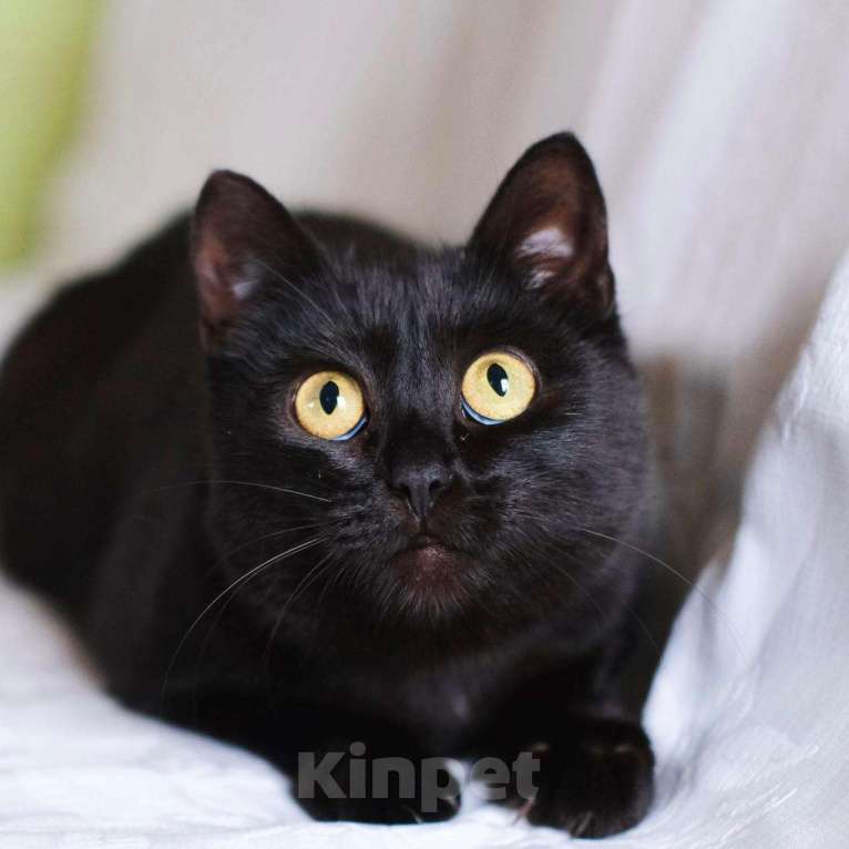 Кошки в Москве: Черная красавица кошка Дюна в добрые руки Девочка, Бесплатно - фото 2