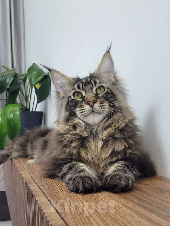 Кошки в Москве: Котенок мейн-кун  Мальчик, 45 000 руб. - фото 6