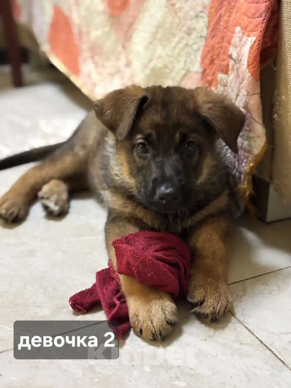 Собаки в Новосибирске: Щенки Немецкой овчарки Разнополые, 20 000 руб. - фото 3