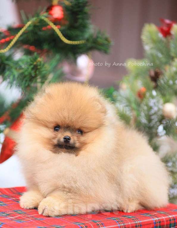 Собаки в других городах Московской области: Померанский шпиц девочка оранж Девочка, 50 000 руб. - фото 4