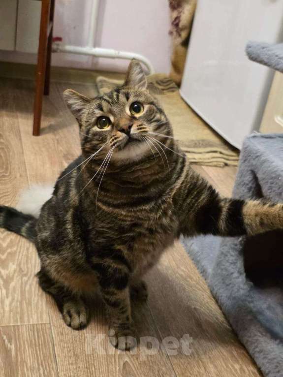 Кошки в Москве: Нежный котик Кузя в добрые руки  Мальчик, Бесплатно - фото 2