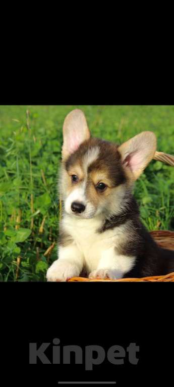 Собаки в Санкт-Петербурге: Малыш ищет семью. Мальчик, 45 000 руб. - фото 2