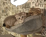 Кошки в Ростове-на-Дону: Шотландская вислоухая кошечка Девочка, Бесплатно - фото 1