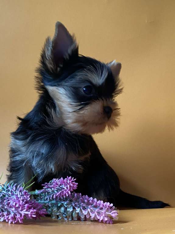 Собаки в Москве: Йоркширский терьер мальчик Мальчик, Бесплатно - фото 2