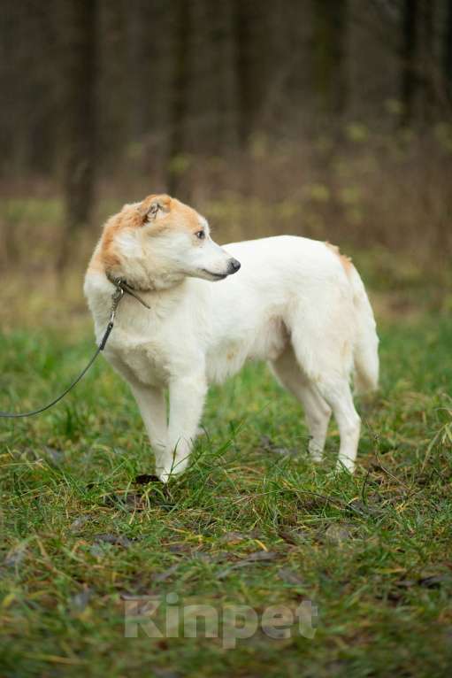 Собаки в Москве: Триша, мальчик, 4 года Мальчик, Бесплатно - фото 7