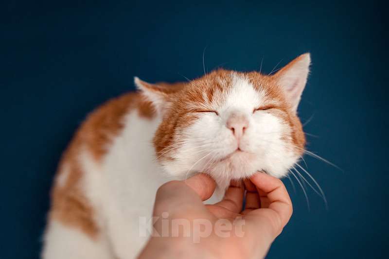 Кошки в Москве: Кот Рыжик — Рыжее солнышко ждет именно Вас Мальчик, Бесплатно - фото 7