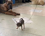 Собаки в Москве: продажа чихуахуа лилового окраса Мальчик, 120 000 руб. - фото 5