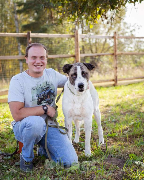 Собаки в Москве: Супер-ласковый парень в добрые руки! Мальчик, Бесплатно - фото 7