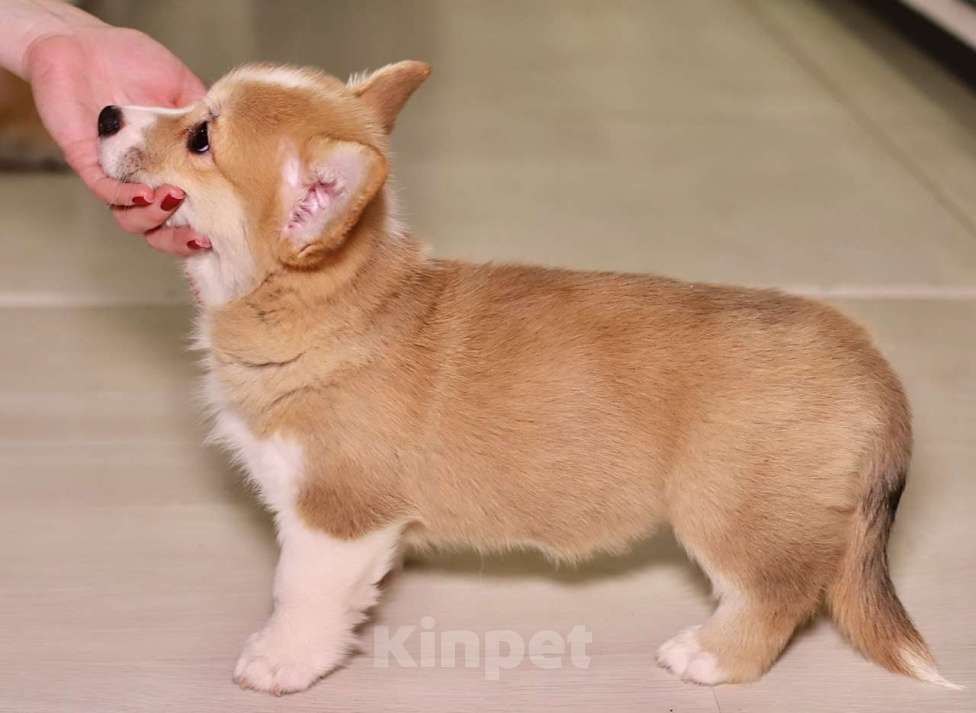 Собаки в Воронеже: Девочка 2,5 мес Девочка, Бесплатно - фото 9