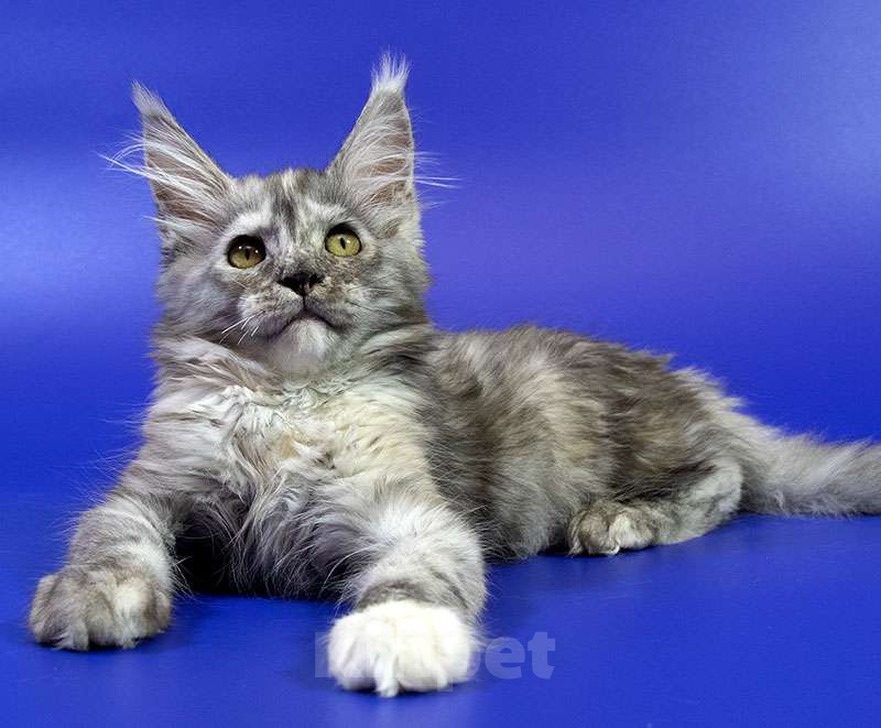 Кошки в Москве: Котенок мейн кун Девочка, Бесплатно - фото 5