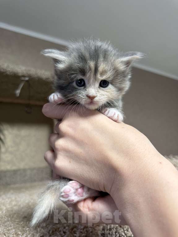 Кошки в Новосибирске: ОТКРЫТО РЕЗЕРВИРОВАНИЕ КОТЯТ Девочка, 100 000 руб. - фото 3