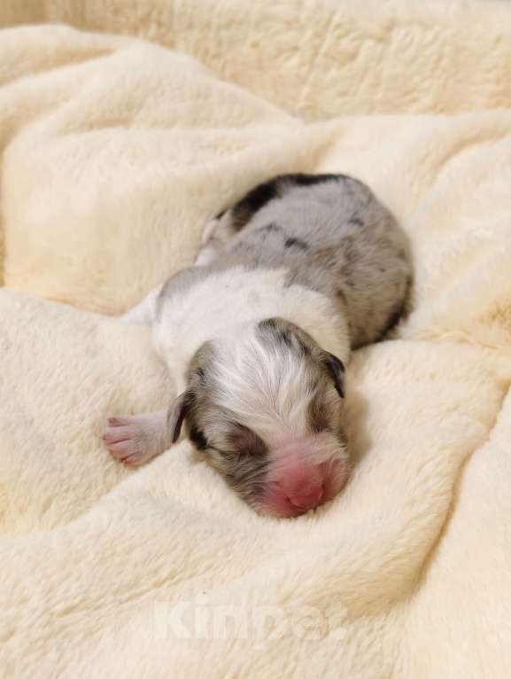 Собаки в Солнечногорске: Щенки австралийской овчарки/аусси Мальчик, 110 000 руб. - фото 2