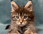 Кошки в Жердевке: Клубные котята мейн-кун, 20 000 руб. - фото 4
