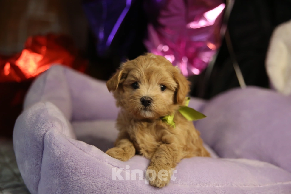 Собаки в Санкт-Петербурге: Мальчик мини Мальтипу f1  Мальчик, 135 000 руб. - фото 3