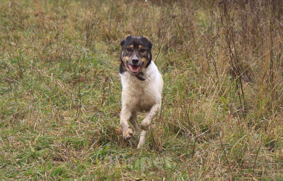 Собаки в Видном: Ра, 2 года Мальчик, Бесплатно - фото 3