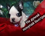 Собаки в других городах Кемеровской области: 🐾 «Французские булочки» Разнополые, 15 000 руб. - фото 1