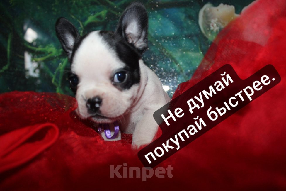 Собаки в других городах Кемеровской области: 🐾 «Французские булочки» Разнополые, 15 000 руб. - фото 1