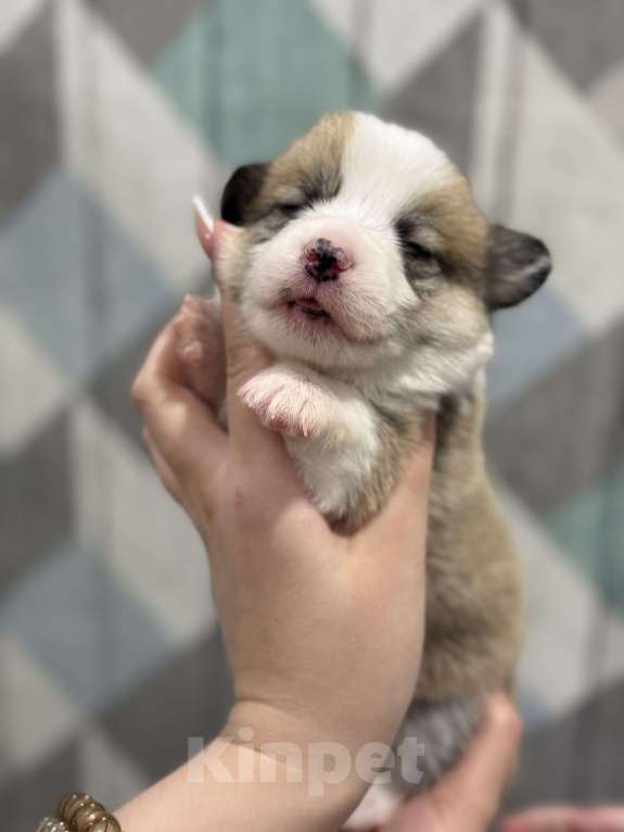 Собаки в Ярославле: Щенки вельш корги пемброк Разнополые, 55 000 руб. - фото 4