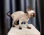 Кошки в Воронеже: Девон Рекс коёнок Девочка, Бесплатно - фото 3