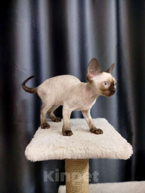 Кошки в Воронеже: Девон Рекс коёнок Девочка, Бесплатно - фото 3