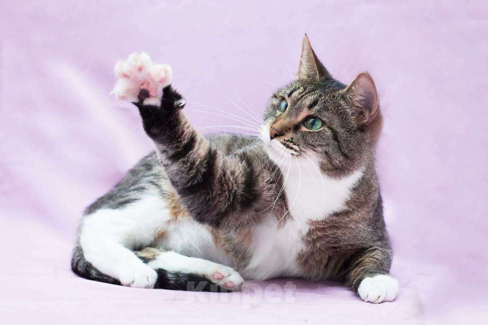 Кошки в Москве: Спокойная зеленоглазая дива Лада в добрые руки Девочка, Бесплатно - фото 5