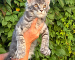 Кошки в Москве: Котята Мейн-кун Мальчик, 35 000 руб. - фото 3
