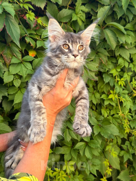Кошки в Москве: Котята Мейн-кун Мальчик, 35 000 руб. - фото 3