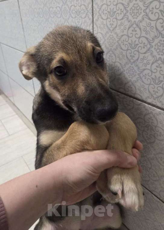 Собаки в Москве: В среду Ройса ждет улица Мальчик, Бесплатно - фото 1