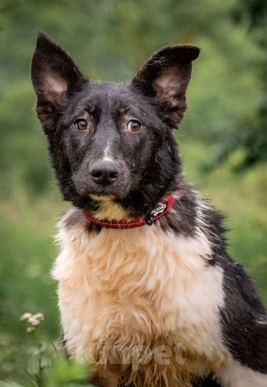 Собаки в других городах Владимирской области: Красивая собака коротколапик в добрые руки Девочка, Бесплатно - фото 1