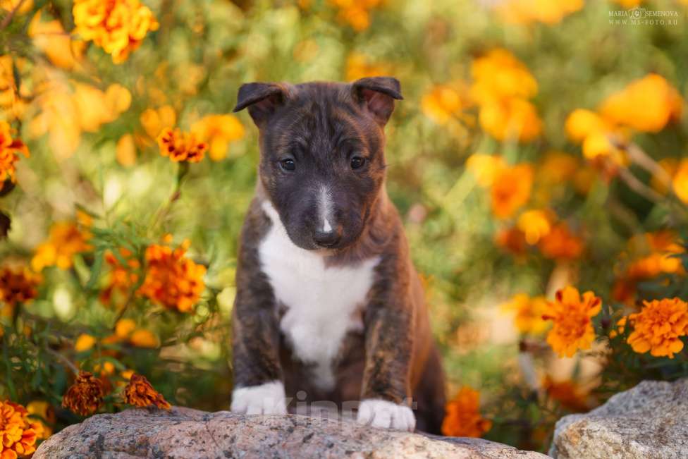 Собаки в Москве: Миниатюрный бультерьер щенок Девочка, Бесплатно - фото 3