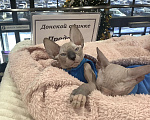 Кошки в Владивостоке: Продам котёнка Донского сфинкса. Мальчик, 35 000 руб. - фото 3