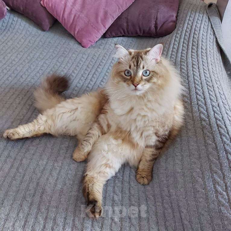 Кошки в Тюмени: Отдам кота в добрые руки Мальчик, Бесплатно - фото 2