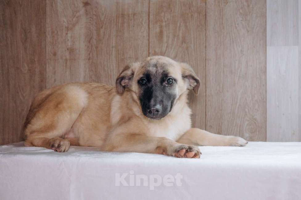 Собаки в Москве: Храбрая сердцем Девочка, Бесплатно - фото 4