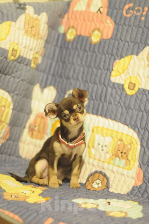 Собаки в Челябинске: чихуахуа щенки  Девочка, Бесплатно - фото 6