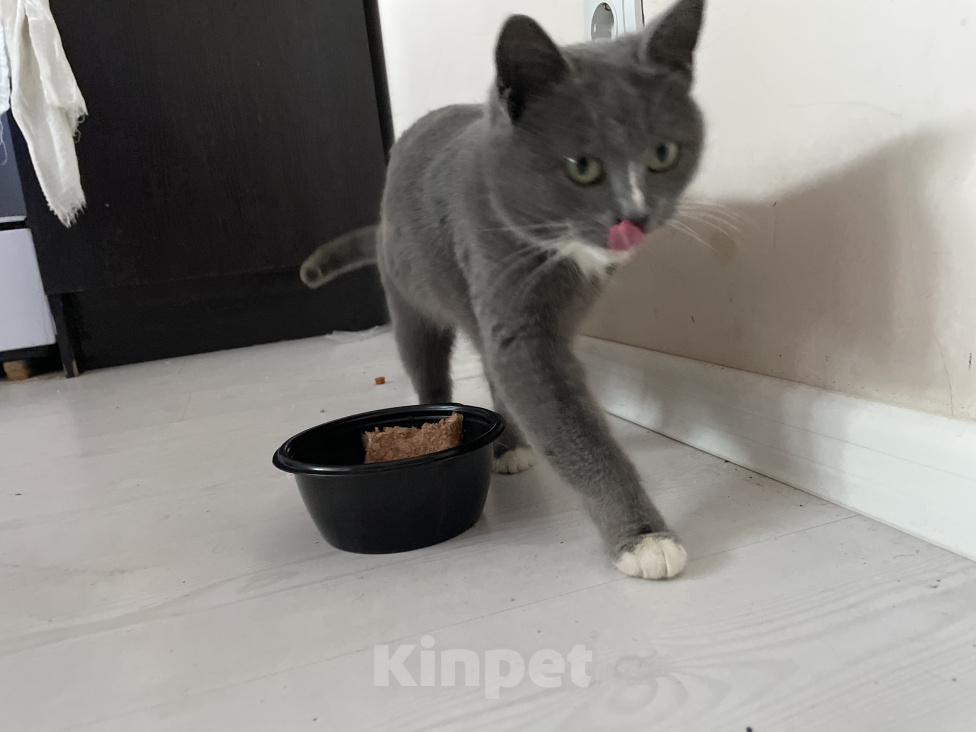 Кошки в Краснодаре: Нашел кошечку, хочу отдать в хорошие руки Девочка, Бесплатно - фото 2
